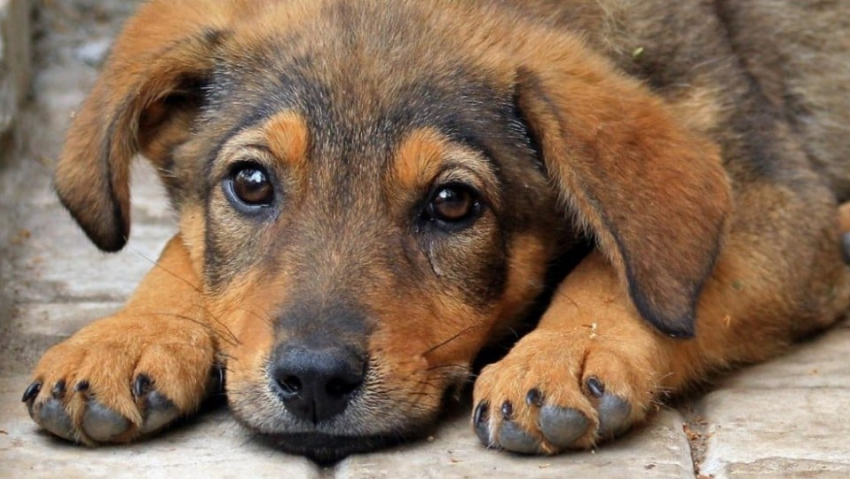 В Самаре создадут единую базу всех собак в рамках новой модели по решению проблемы бродячих животных