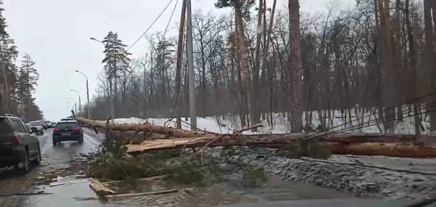 В Самарской области дерево упало прямо на проезжую часть 