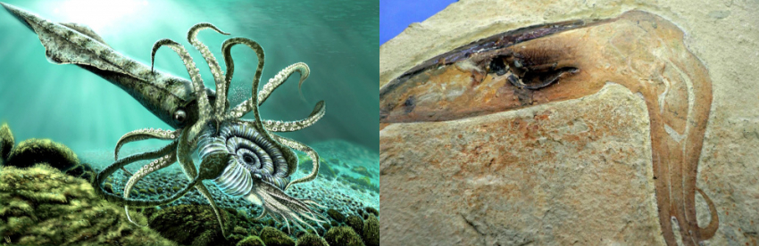 В Самарской области нашли окаменелые останки большого древнего кальмара