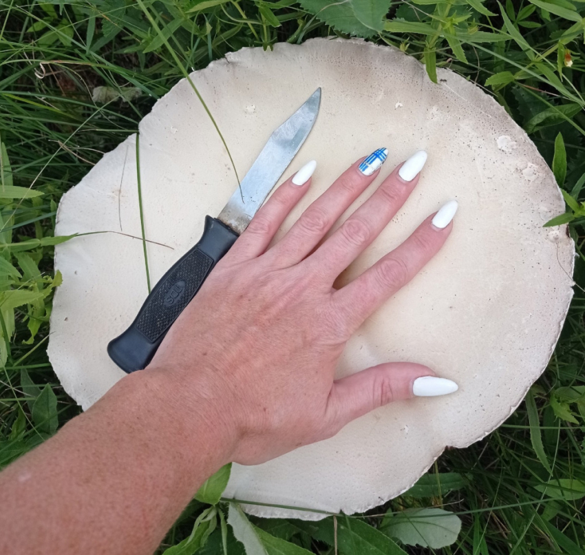 «Обалденные экземплярчики»: жители Самарской области собирают огромные грибы