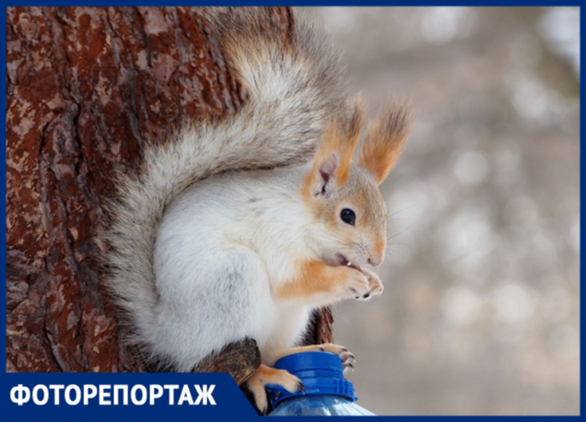 Белки в лесной столовой: ранней весной на помощь грызунам приходит человек
