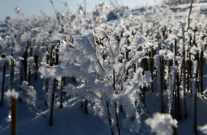 Мороз крепчает: 10 января в Самарской области ожидается до -40 градусов