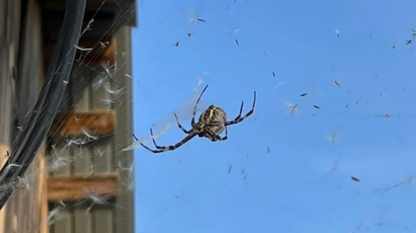 Самарскую область атакуют пауки
