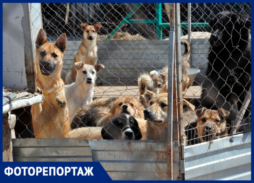 Каждый месяц в Самаре избавляются минимум от 300 собак и кошек. Посмотрите, как живут обездоленные пушистики