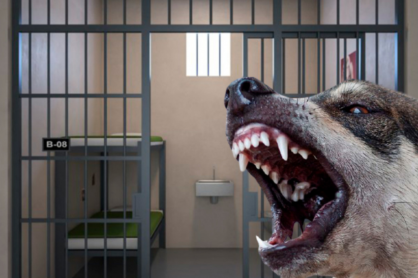 За смерть женщины после укусов собак в Южном городе могут посадить чиновников