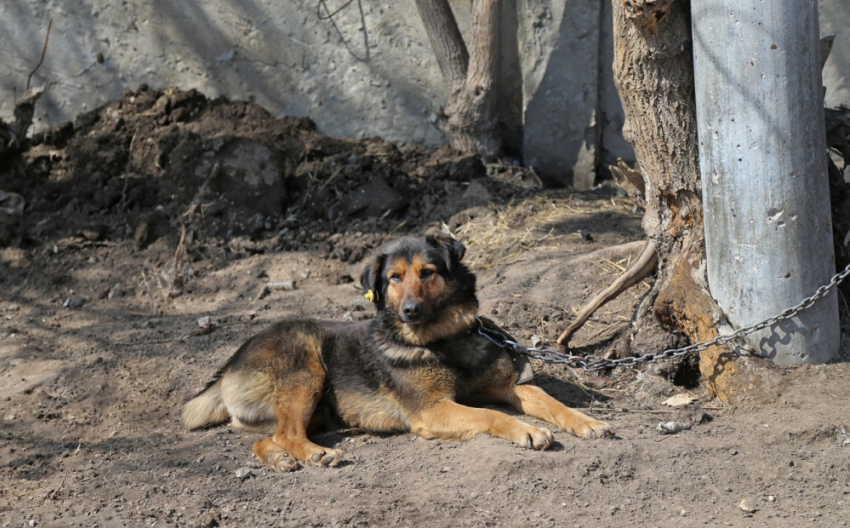 Более 4 тысяч безнадзорных собак отловили в Самаре в 2022 году