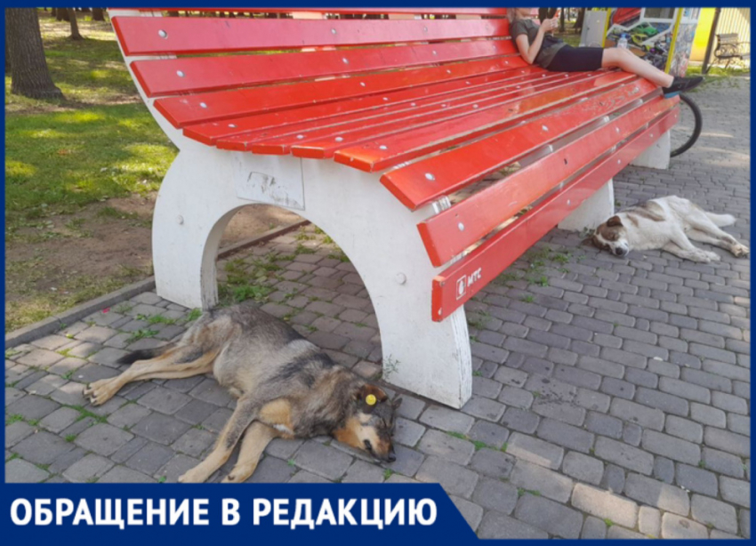 Посетители парка Гагарина в Самаре жалуются на бродячих собак