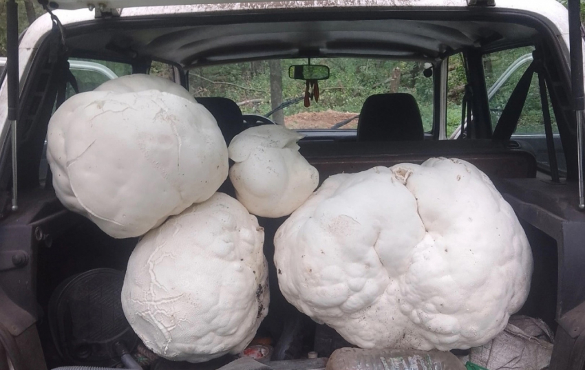 «Полный багажник зефира»: в Самарской области собрали урожай гигантских грибов
