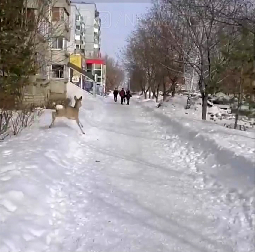 «Она в панике и опасна»: в Тольятти поймали неадекватную косулю