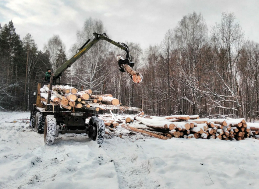 Взятка за дрова: в Самарской области судят крупного чиновника лесного хозяйства