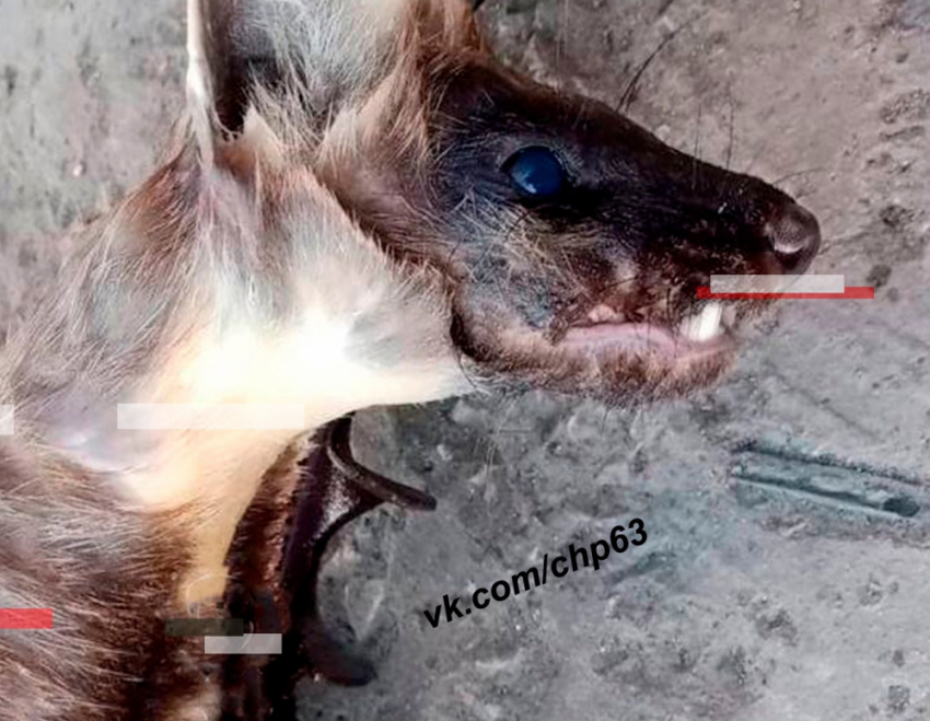 «Помесь куницы, лисы и кенгуру»: невиданный мутант воровал куриц у сельчан в Самарской области