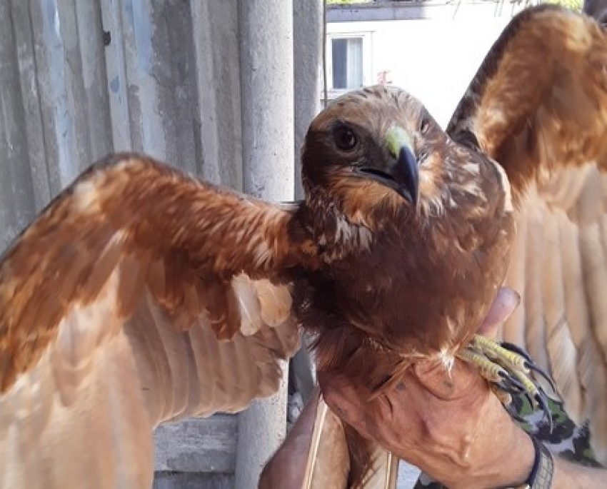 В Самаре спасли редкую хищную птицу