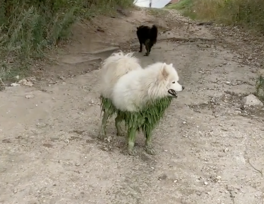 В Тольятти собачки искупались в Волге и позеленели