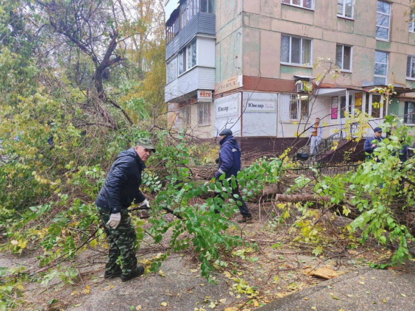 Следователи проверят УК из-за упавшего дерева в Отрадном – возбуждено уголовное дело
