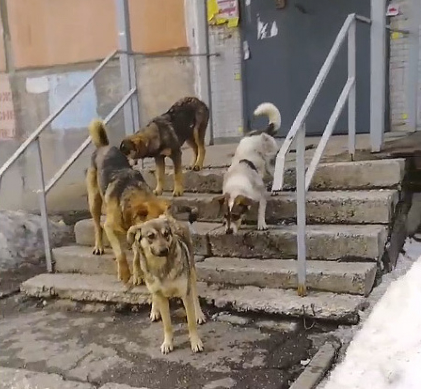 Мать жертвы бродячей собаки требует от властей Тольятти 100 тысяч рублей за моральный вред