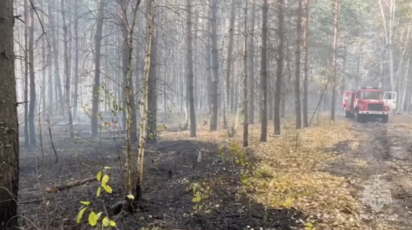 Пожар в лесу в Самарской области достиг площади 57 га