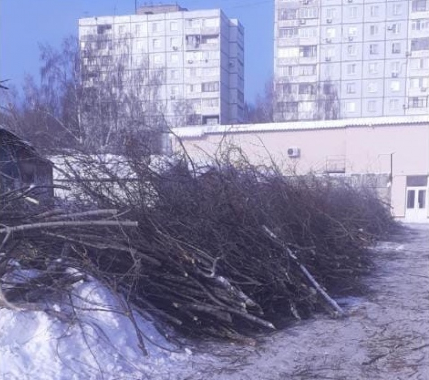 Жители Кировского района Самары просят губернатора остановить спил деревьев 