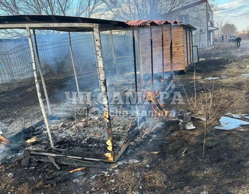 В Самарской области неизвестные подожгли вольер с бездомными собаками 