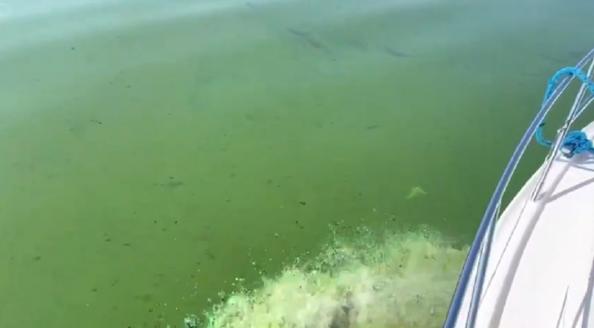 "Цветёт и пахнет": на видео попали ядовито зелёные волны Куйбышевского водохранилища