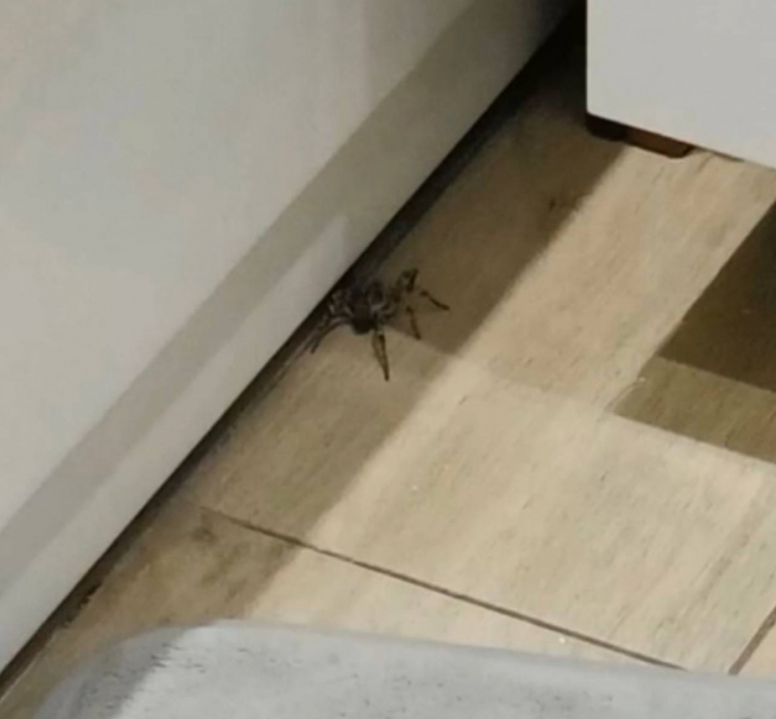 «Плюс одна фобия»: в Южном городе жители обнаружили в квартире ядовитого тарантула
