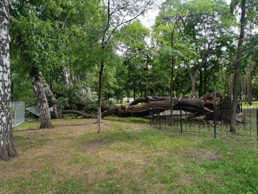 В парке Гагарина в Самаре рухнул 300-летний дуб 