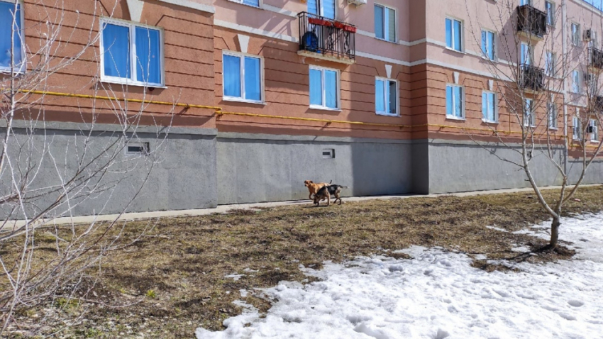 В Самаре возбуждено уголовное дело из-за нападения бродячих собак на подростка