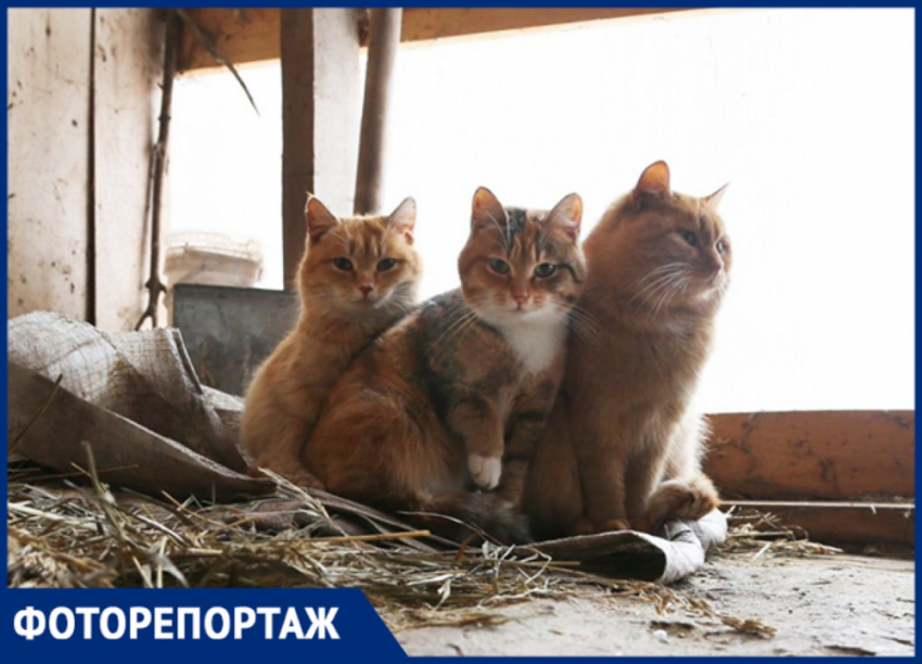 1 марта в Кошачьей столице отмечается День кошек