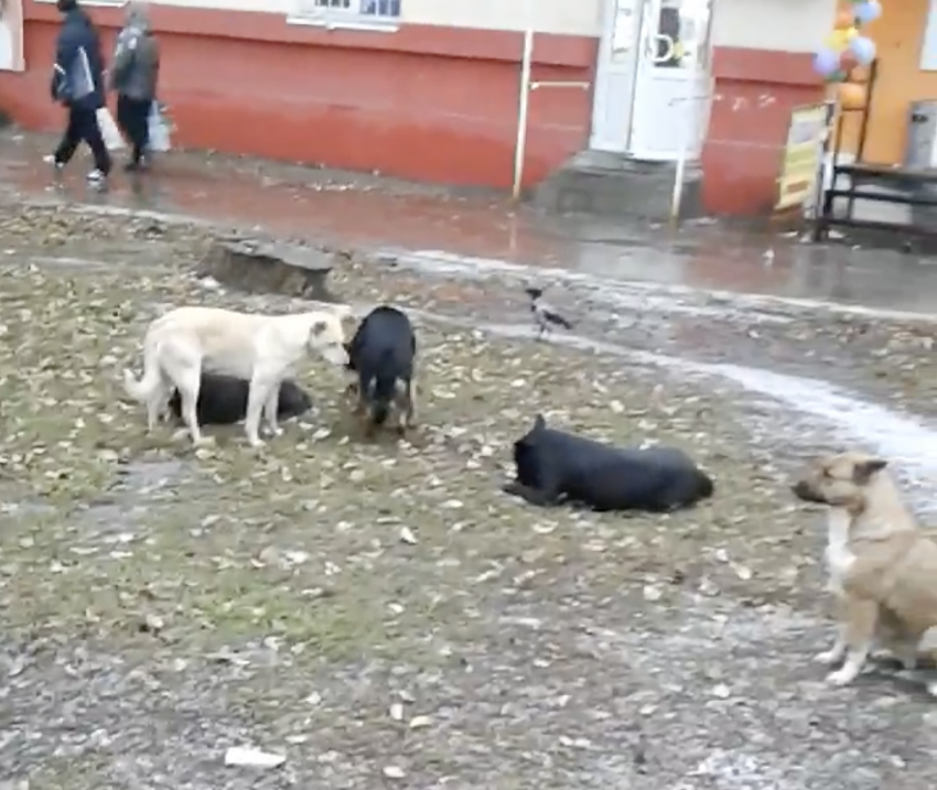 Жители Куйбышевского района Самары продолжают бороться со стаями агрессивных бродячих собак