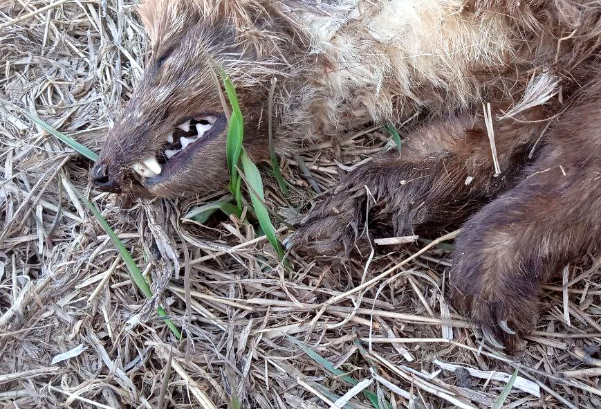 В Самарской области собаки загрызли новое чудовище