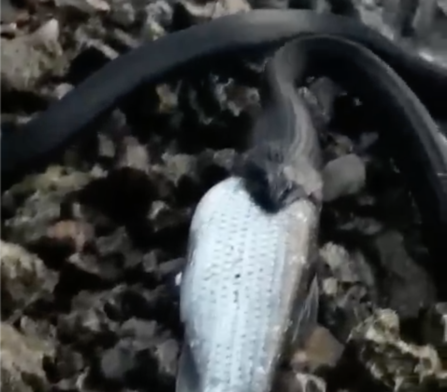 Самарец снял видео, как чёрная змея поедает добычу на Волге