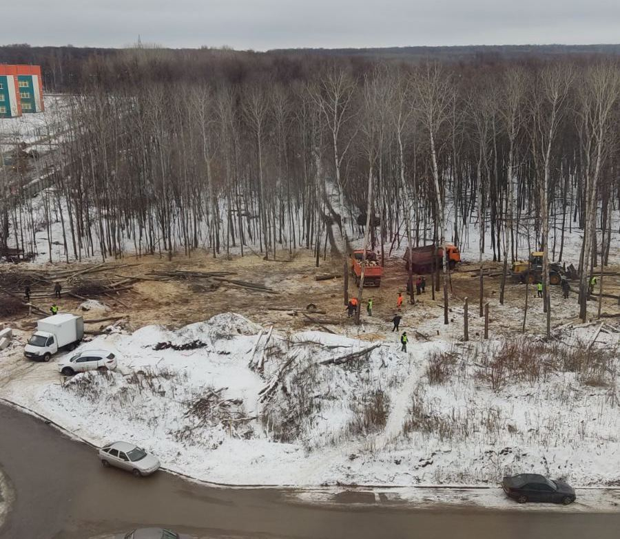 Местные жители нашли нарушения при вырубке леса в Новой Самаре
