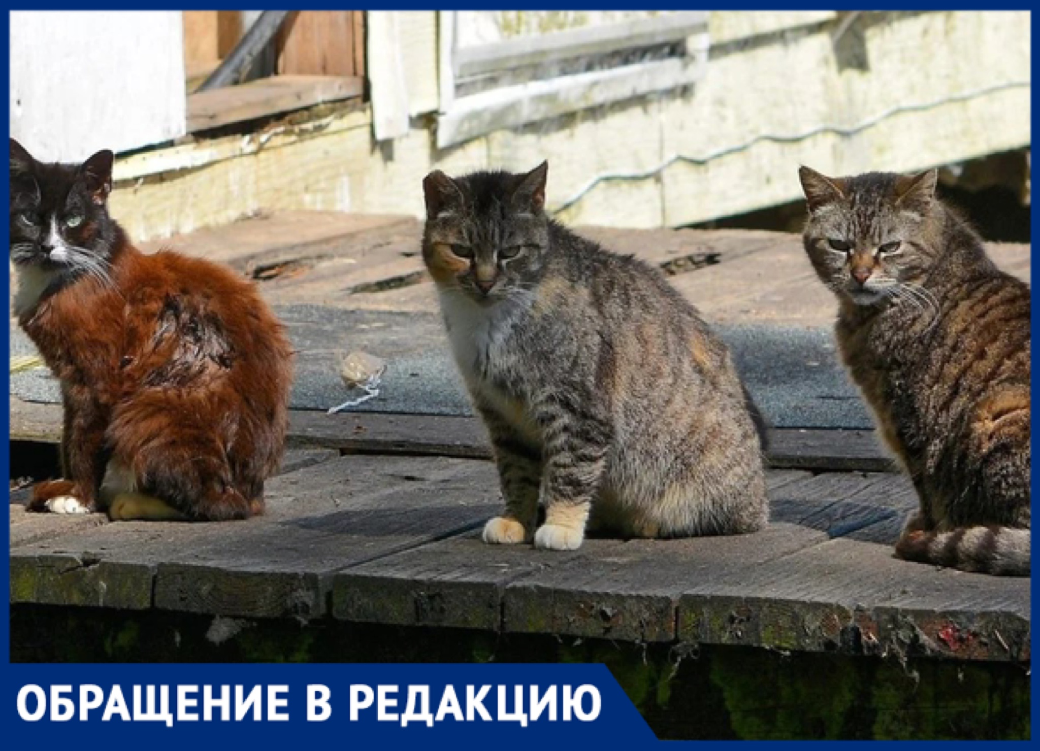 Бездомные кошки