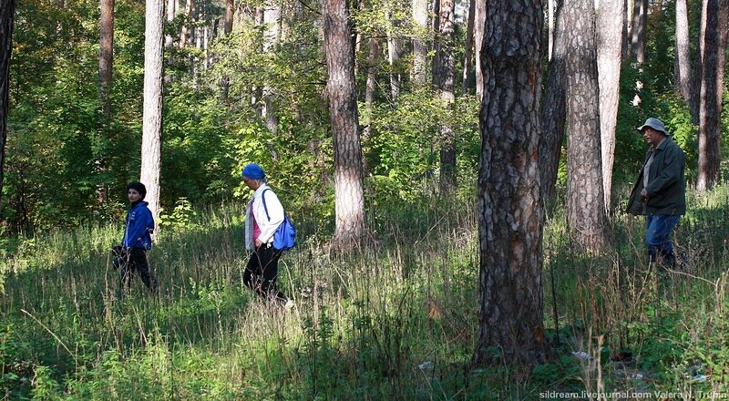 Надеясь найти руководителя ГК «ЭкоВоз» Александра Душкова, волонтеры прочесывали лес
